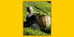 View Favatea.com website