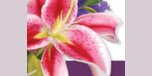 View 1 Stop Florists website