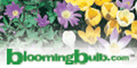 View BloomingBulb.com website