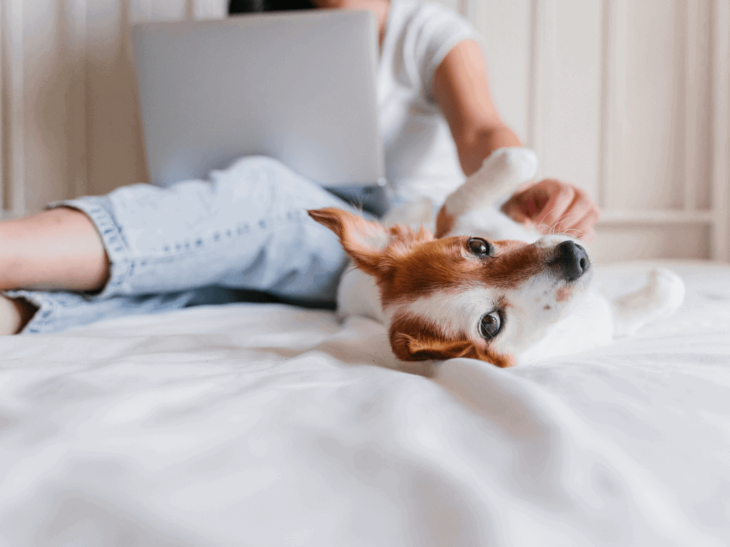 5 Best Pet Insurance Companies With Affordable Rates Coupon Chief